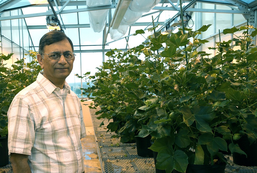 FDA Approves Ultra-low Gossypol Cottonseed for Food and Fiber
