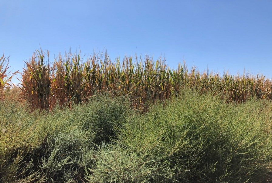 High Plains Growers Urged to Watch for Herbicide-Resistant Kochia
