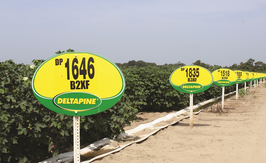 Deltapine Class of ‘20 Features Six New B3XF Varieties