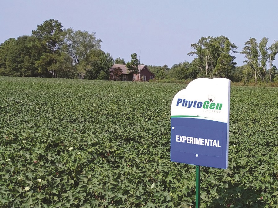 PhytoGen Releases Three New Upland Varieties for 2021