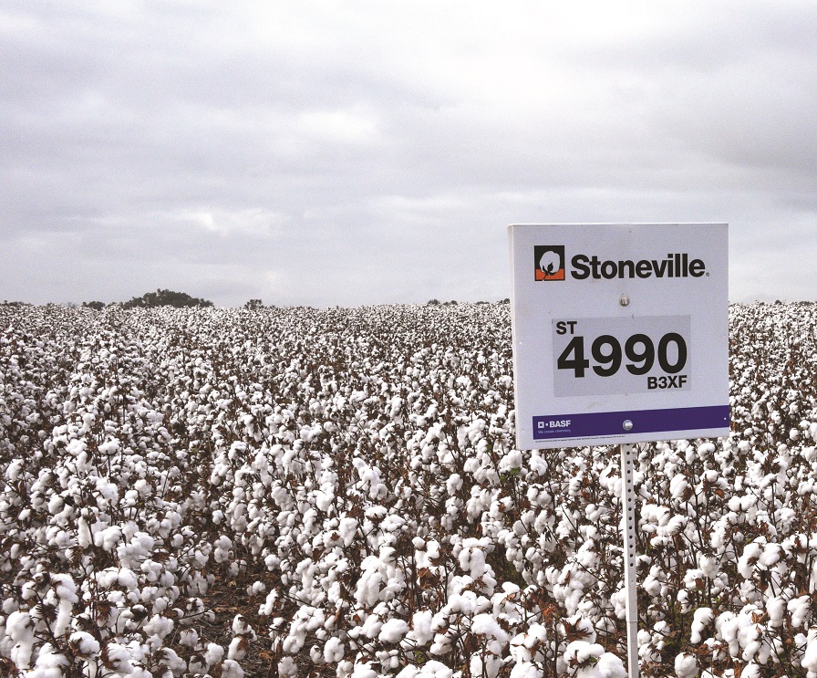 BASF Adapts FiberMax and Stoneville to Fit Market Challenges