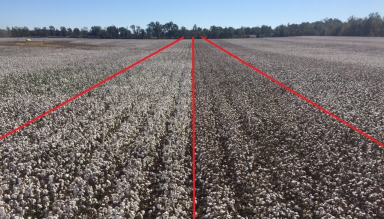 String-Out, Fall Out and Estimating Yield Loss in Cotton
