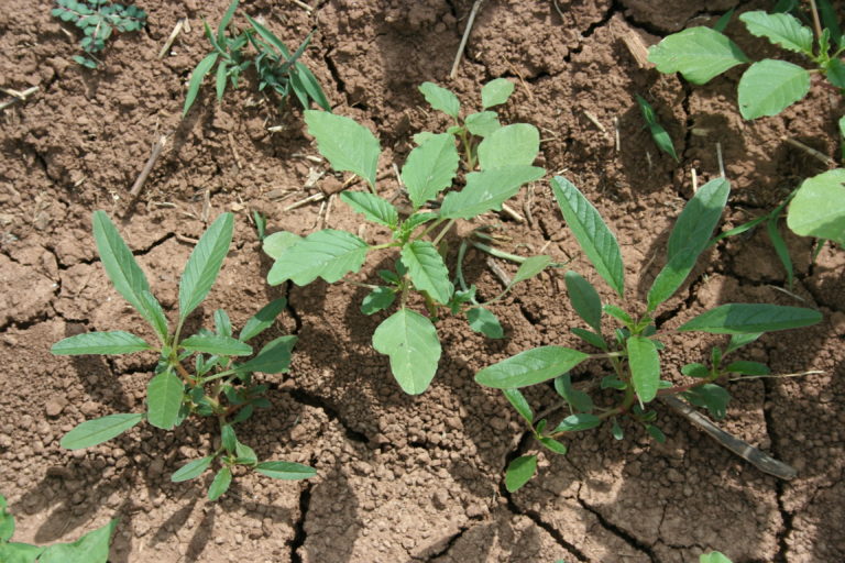For 2025, Count on Residuals and Other Post Herbicides for Weed Control