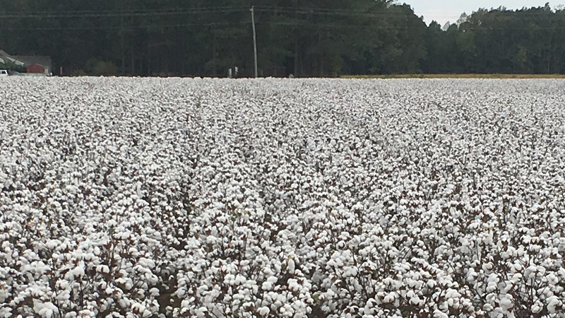 Shurley: Cotton Bulls Continue to Run