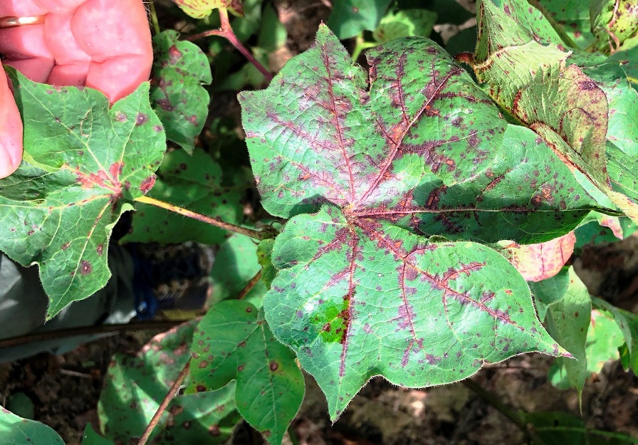 Georgia Researchers Target CLRDV in State Cotton Fields