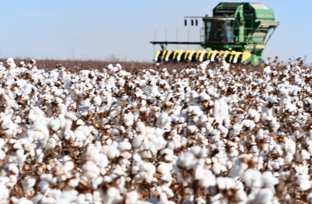 Northern High Plains Cotton Acres More than Double in Last 5 Years