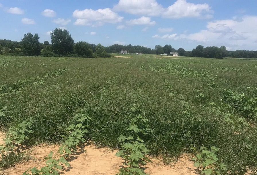 Steckel: New Thoughts on Pre-Emergence Options in Cotton
