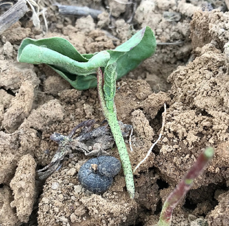 Keep Insect Pests in Mind During Planting Season