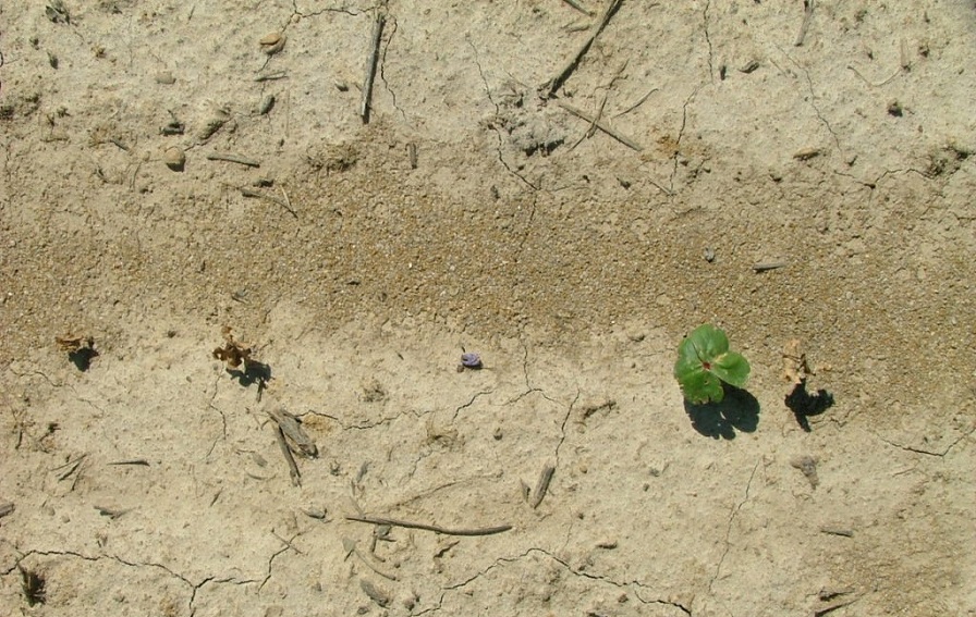 Failed Cotton Stand? Now What?