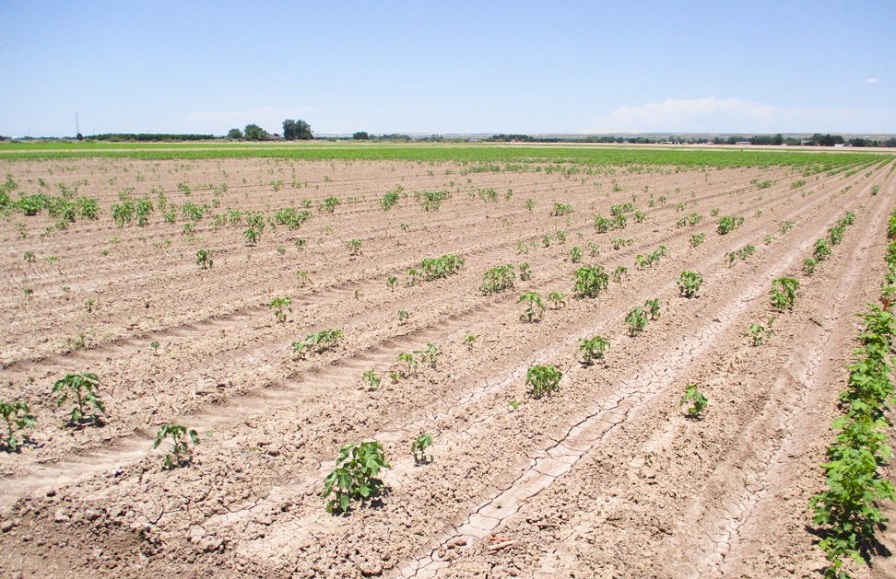 New Pima Cotton Cultivars Show Improved Resistance to Fusarium Race 4