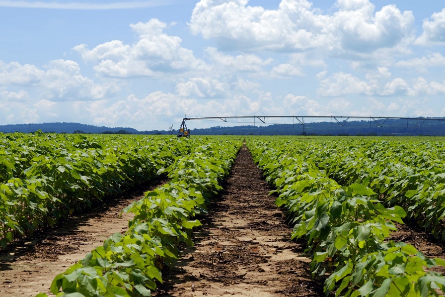 USDA: 11.7 Million Total U.S. Cotton Acres Planted for 2021