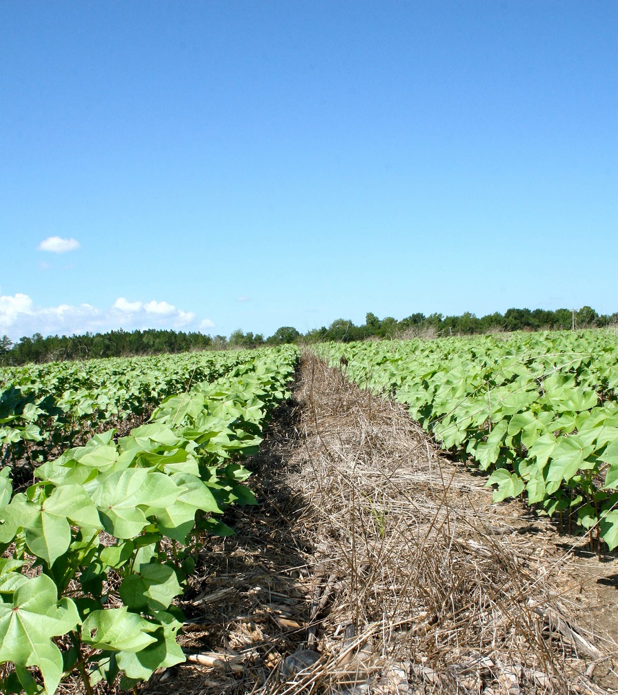 Biologicals Report: Cotton Growers Focused on Soil Health