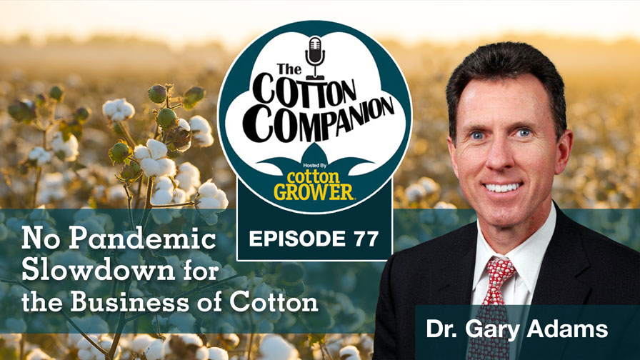 No Pandemic Slowdown for the Business of Cotton