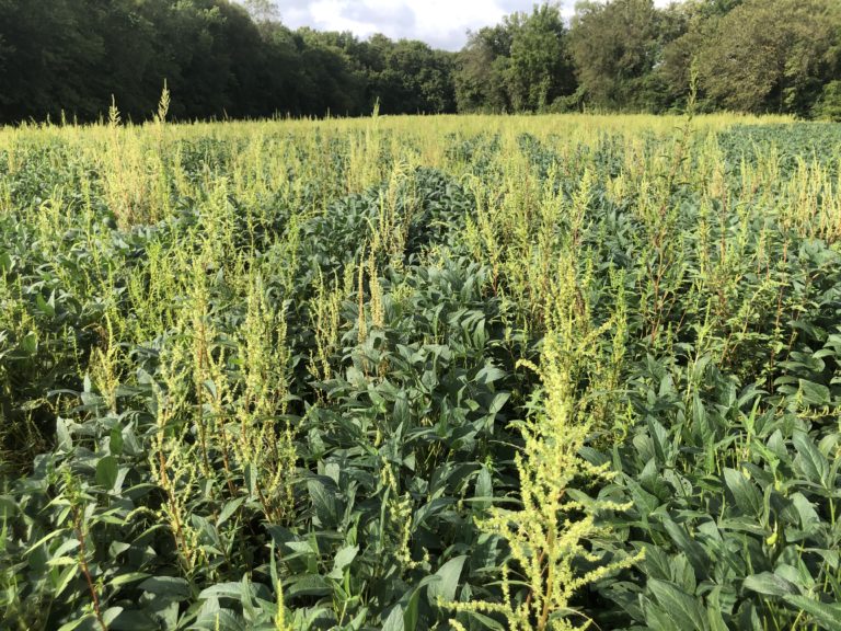 EPA Considers New Registration for Dicamba, Opens Comment Period
