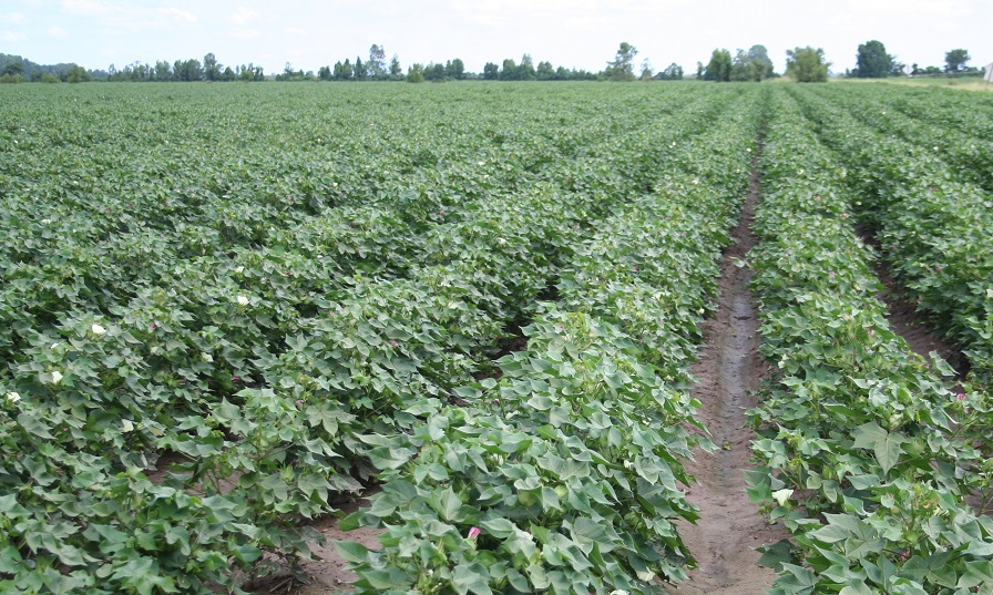 USDA: Total Planted Cotton Acres Climb to 11.7 Million in 2024