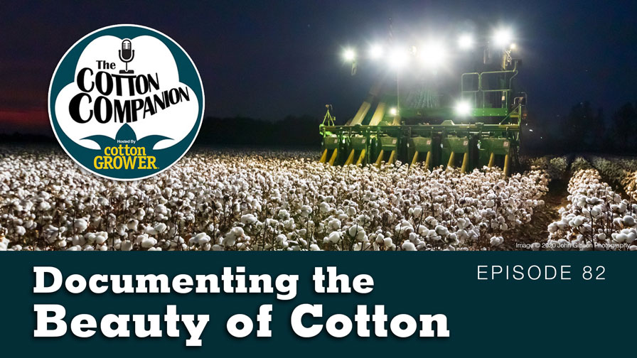 Documenting the Beauty of Cotton