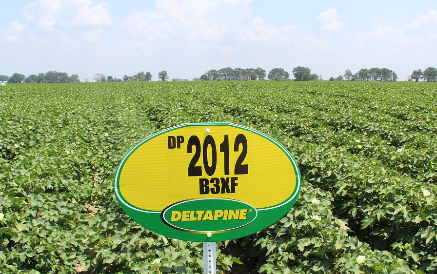 Seed Company Review: Deltapine Keeps Performing in a Tough Year