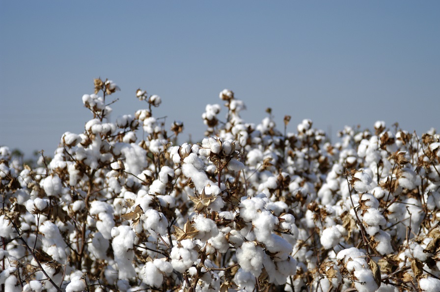 USDA Prospective Plantings: 12.2 Million Cotton Acres in 2022