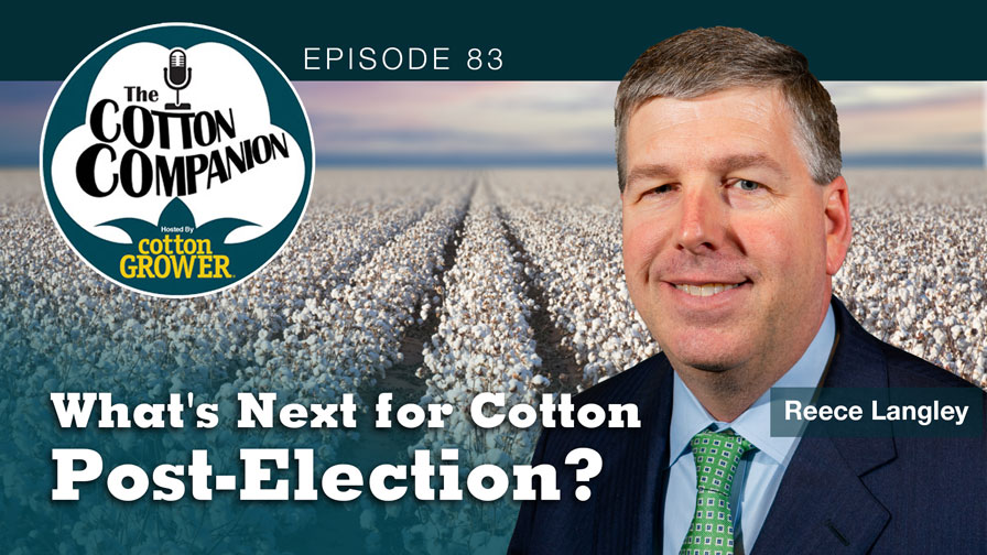 What’s Next for Cotton Post-Election?