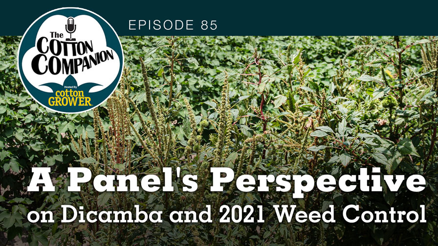 A Panel’s Perspective on Dicamba and 2021 Weed Control