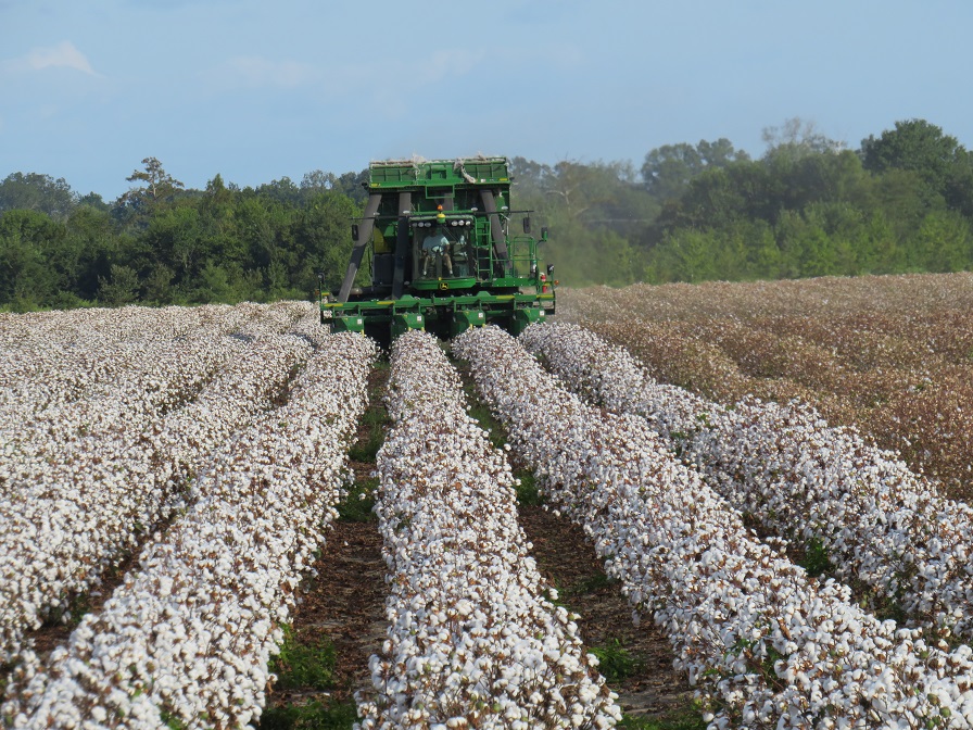 LSU AgCenter Examines Benefits, Challenges of Wider Cotton Rows