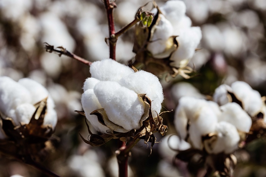 Trade Mission Brings Pakistani Textile Manufacturers for U.S. Cotton Tour