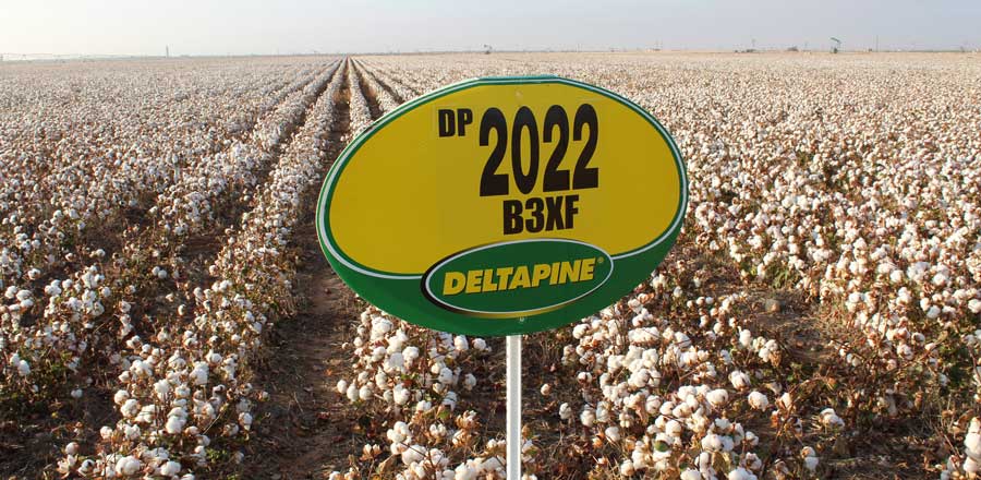 Deltapine Continues to Build from Strength