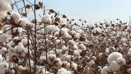 Record Arkansas Cotton Yields Despite Unpredictable Weather