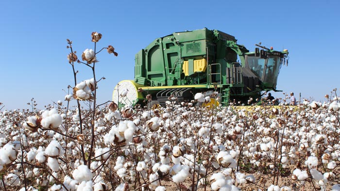 Crop Progress: Another 10 Percent Gain in Cotton Harvest