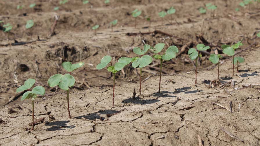 Crop Progress: Cool Weather Slows Planting