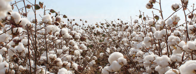 Rhino Medical Supply to Distribute Field to Closet/Deltapine Cotton Medical Scrubs