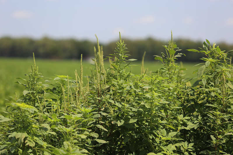 Herbicide Options Dwindle as New Resistance Emerges in Pigweed