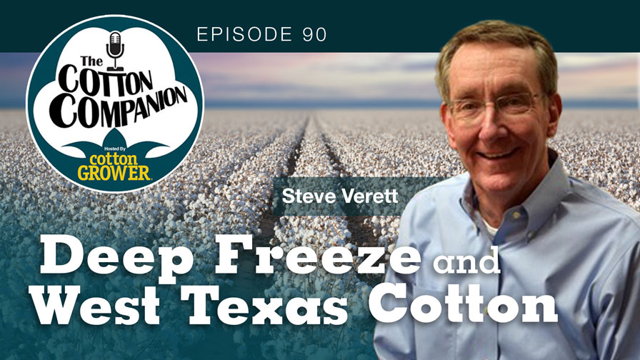 Deep Freeze and West Texas Cotton