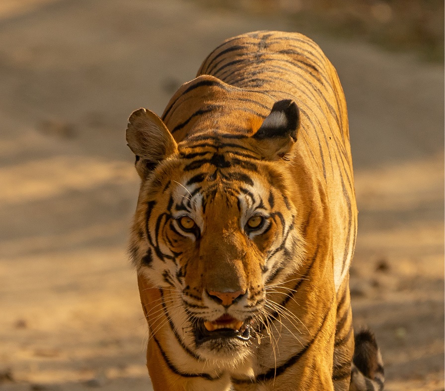 Tiger Adding Stress to India Cotton Harvest