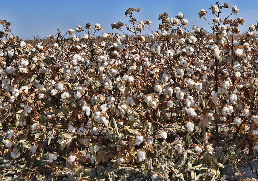 PhytoGen Releases New Pima Variety for 2021