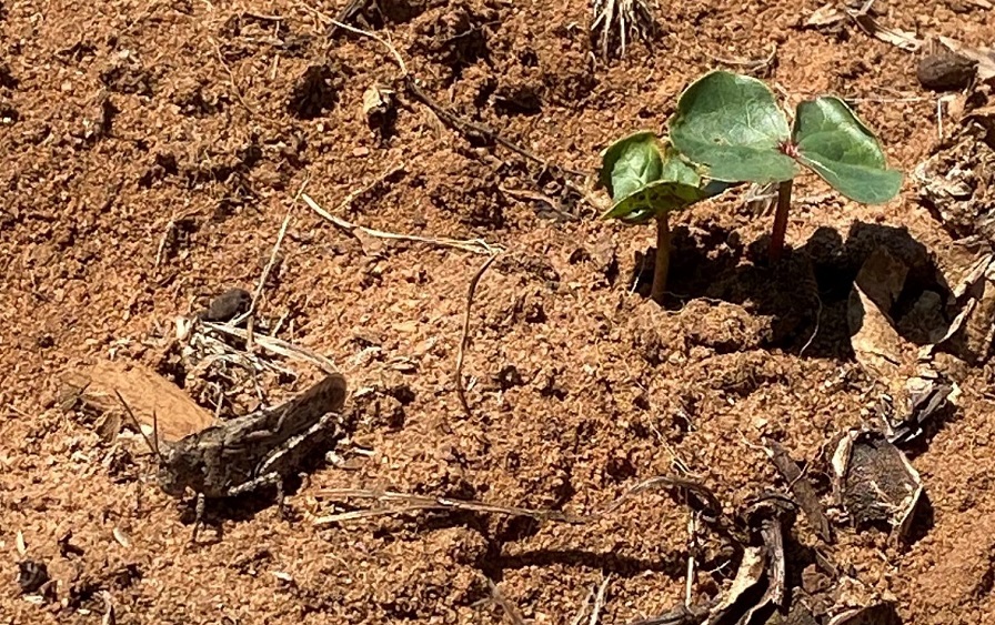 Do the Two-Step for Cotton Insect Control