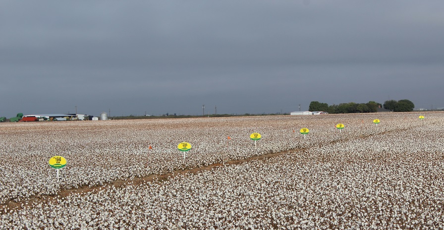 Deltapine Announces Class of ’22 Cotton Varieties