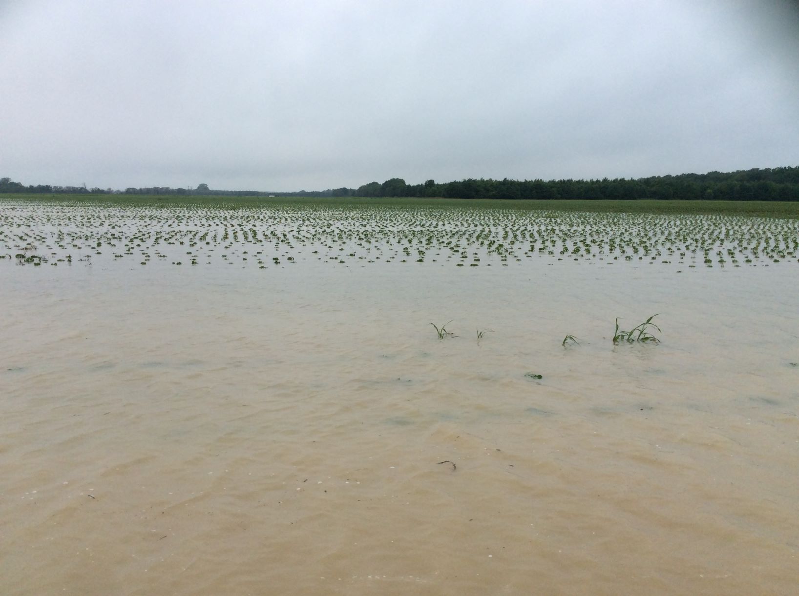 Estimate: $200+ Million in Crop Damage in Southeastern Arkansas Flooding