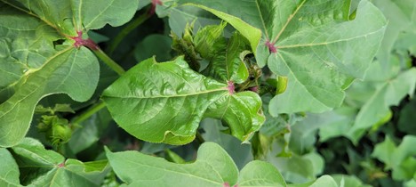 When It Comes to Cotton Diseases, Know What You’re Looking For