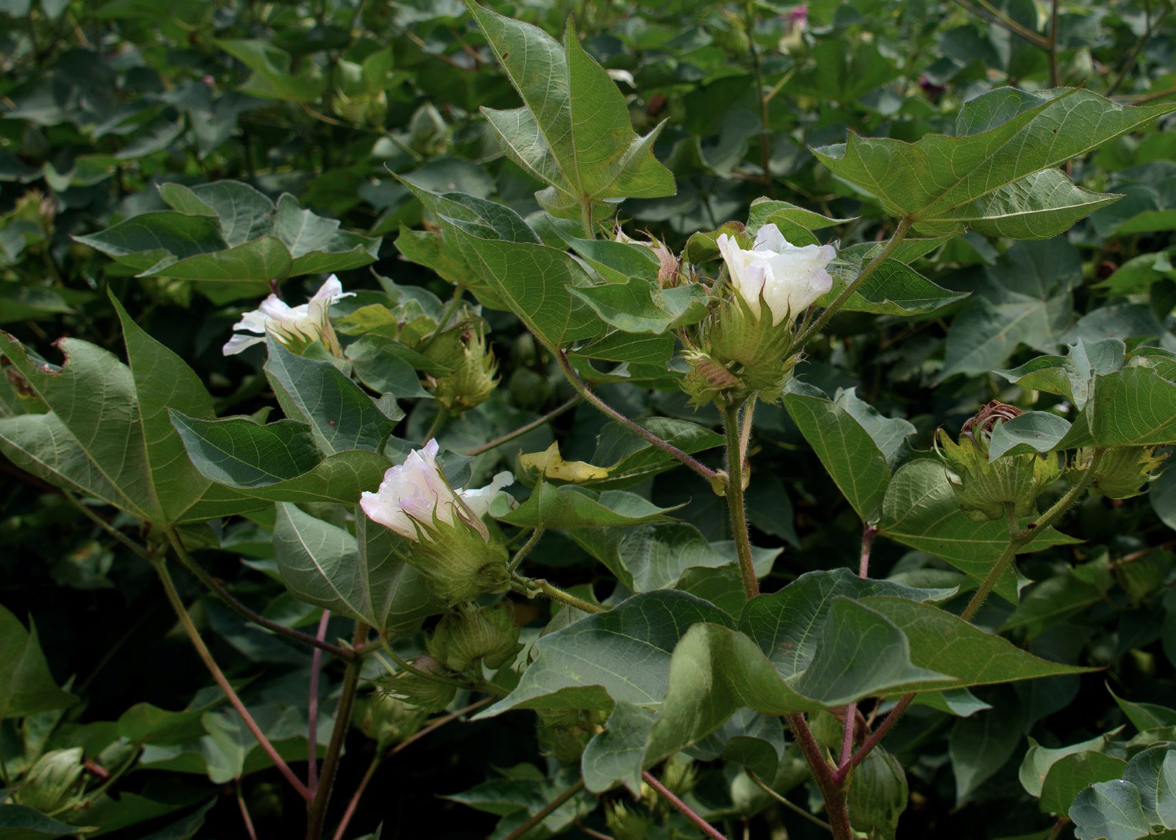 Mississippi Cotton Growers Want Hot, Dry September After Ida