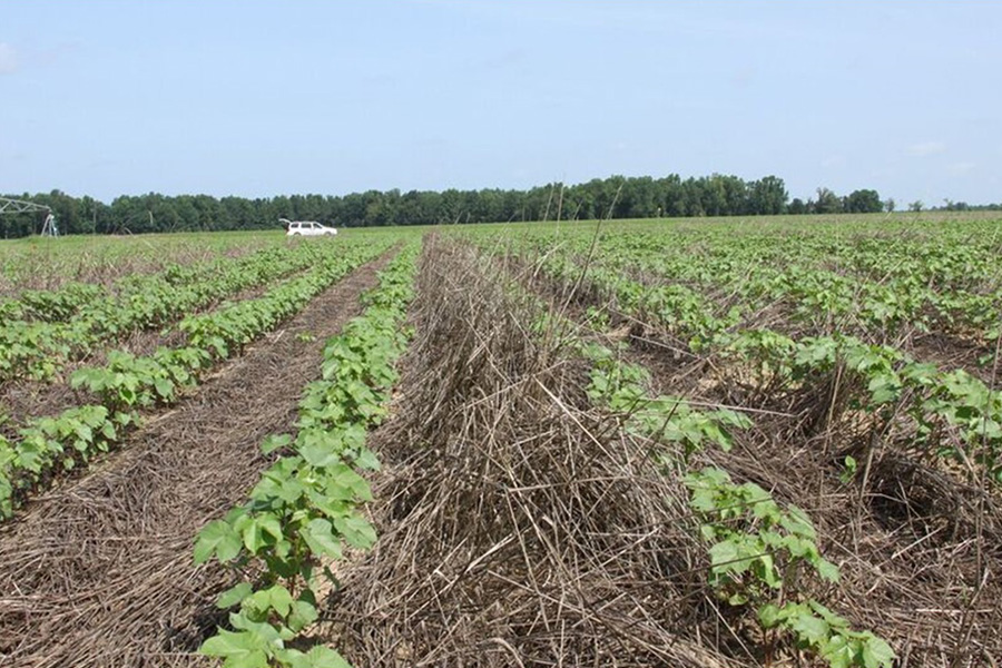 Soil Health Practices Offer a Profitable Alternative