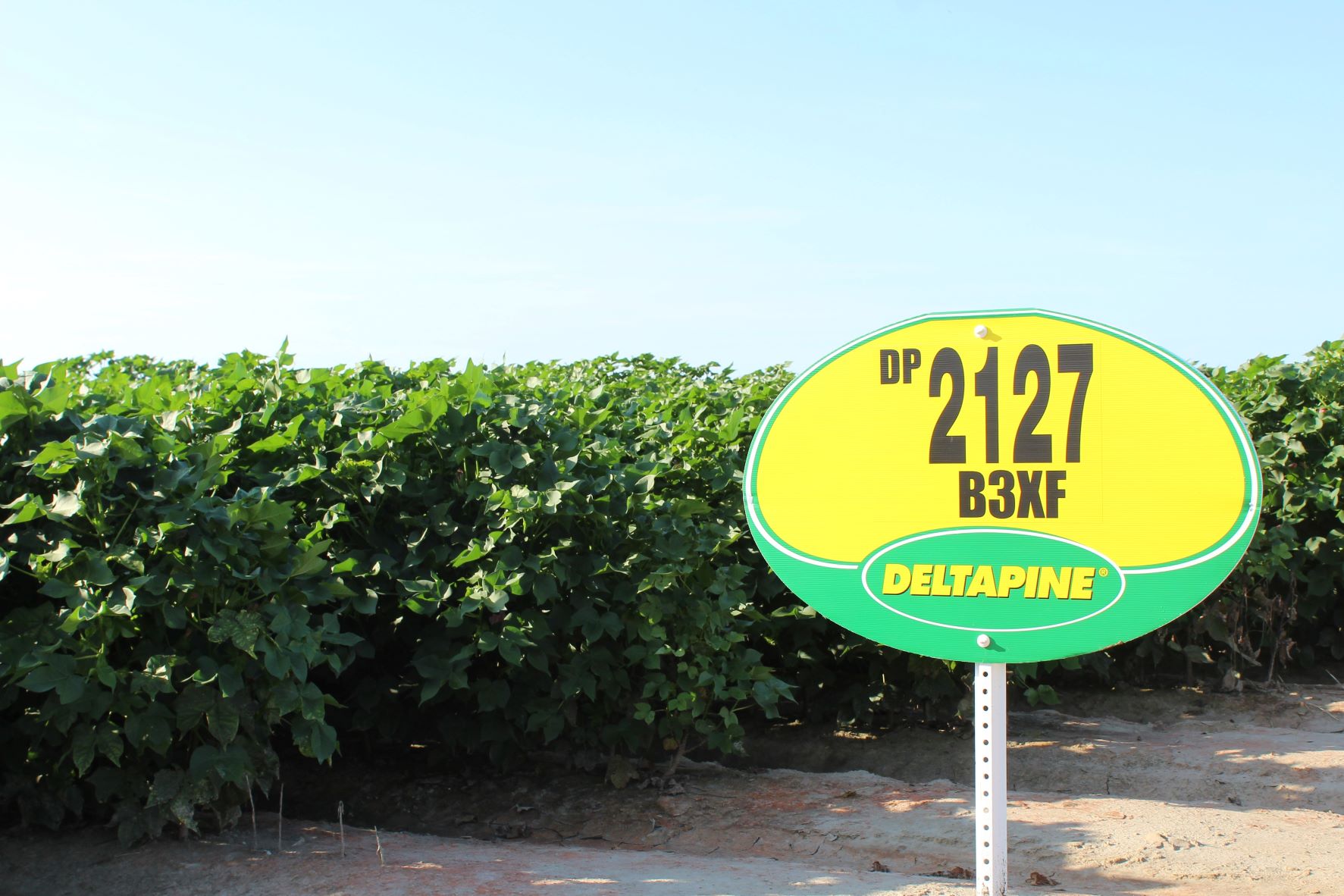 Deltapine Maintaining Strength While Building for the Future