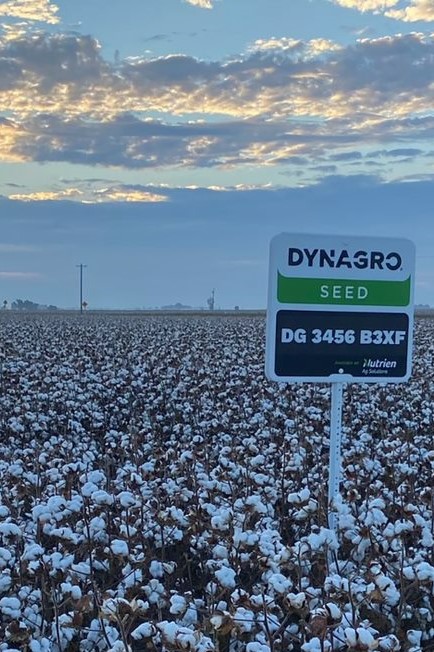 Dyna-Gro Starting to Realize Its Cotton Potential