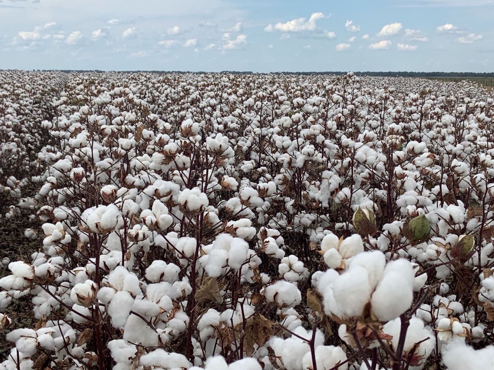 PhytoGen Adds New High Yielding Variety for 2022