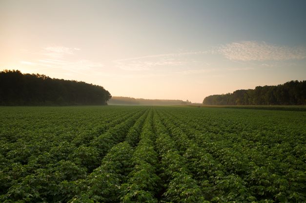 BASF Adds New Stoneville Variety for 2022