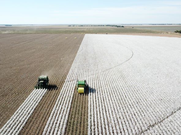 Cotton Grower Acreage Survey: American Acres to Hold Flat in 2026
