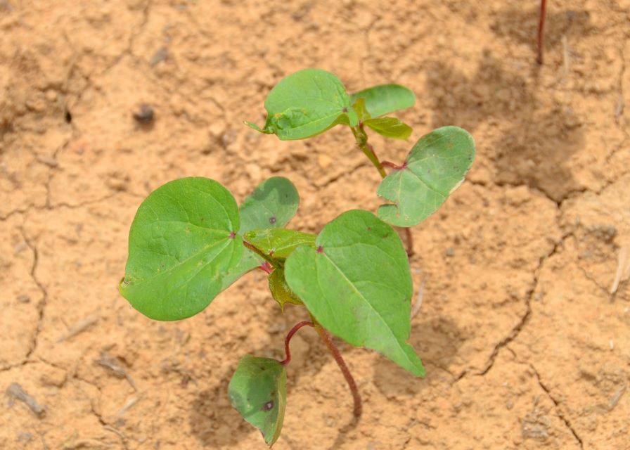 Make a Pre-Planting Checklist