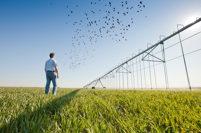 Daniel Munk, “Pivotal in Cotton Success” in CA, Retires after 36 Years