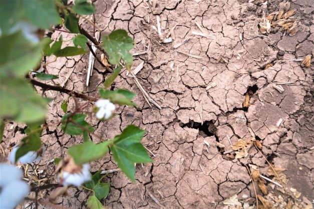 As the Ogallala Aquifer Declines, Growers Hone Water Use Strategies