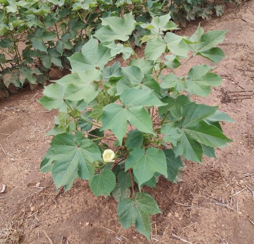 SOURCE Fertilizer Replacement Available for Cotton in 2023